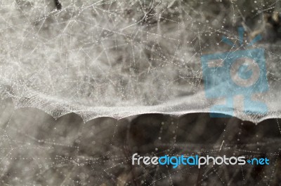 Spider Web On The Morning Stock Photo