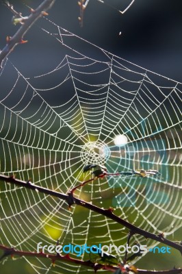 Spider Web On The Morning Stock Photo