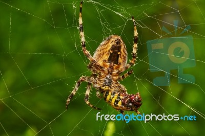 Spider With Prey Stock Photo