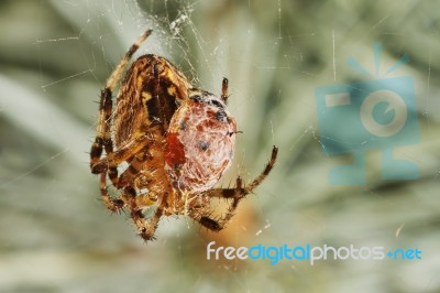 Spider With Prey Ladybug Stock Photo