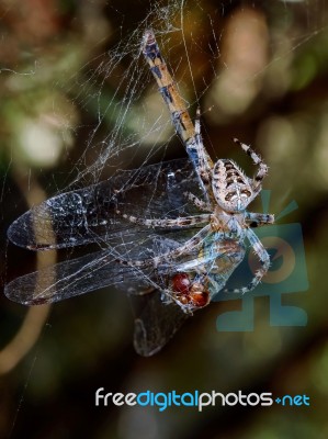 Spider With The Victim Of A Dragonfly Stock Photo