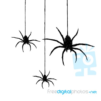 Spiders Stock Image