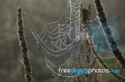 Spider's Web Stock Photo