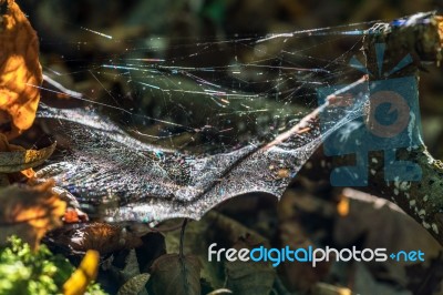 Spiders Web Backlit By Autumn Sunshine Stock Photo