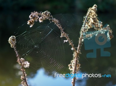 Spider's Webs In The Sussex Countryside Stock Photo