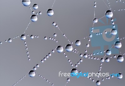 Spiderweb Stock Photo