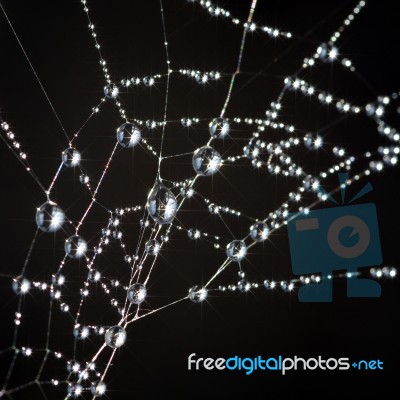 Spiderweb Stock Photo