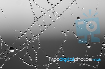 Spiderweb Stock Photo