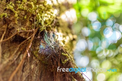 Spiderweb On Tree In Forest Stock Photo