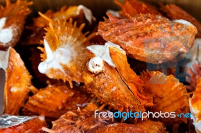 Spiked Red Clam Stock Photo