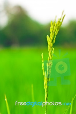 Spikelet Of Rice Stock Photo