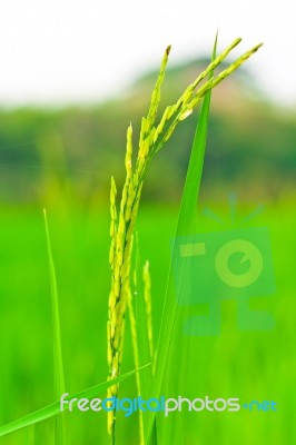 Spikelet Of Rice Stock Photo