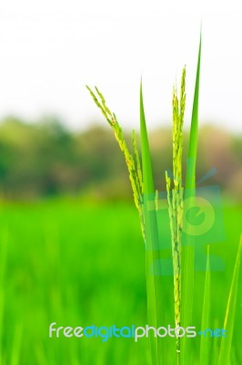 Spikelet Of Rice Stock Photo