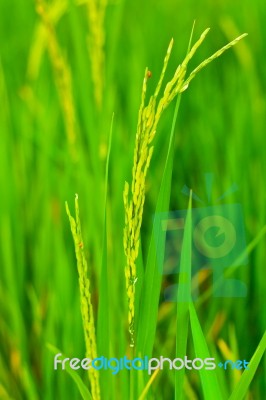 Spikelet Of Rice Stock Photo