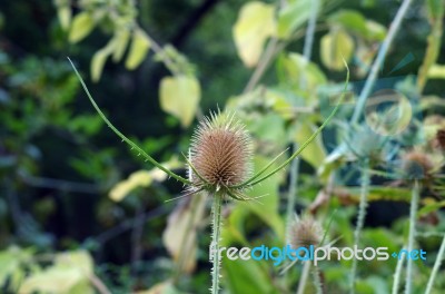 Spiky Dangerous Plant Stock Photo