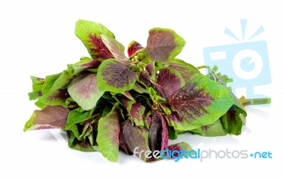 Spinach Isolated On The White Background Stock Photo