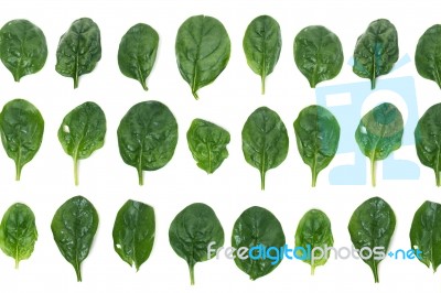 Spinach Leafs Aligned In Rows Stock Photo