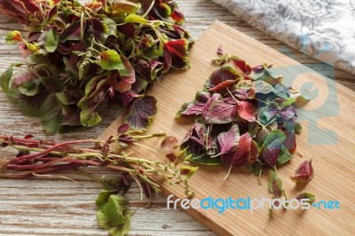 Spinach  Red Fresh Vegetable Organic Stock Photo