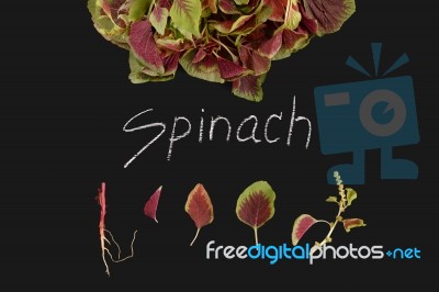 Spinach Red Fresh Vegetable Organic Blackboard Stock Photo