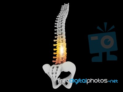 Spine With Pelvis Stock Image