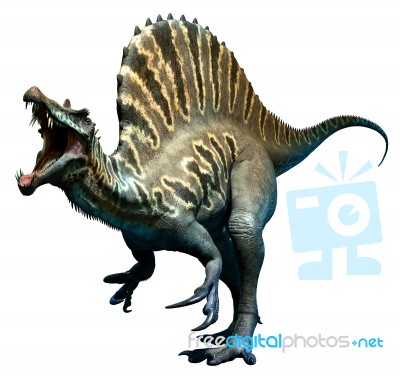 Spinosaurus 3d Stock Image