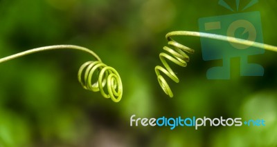 Spiral Climber Plant Stock Photo