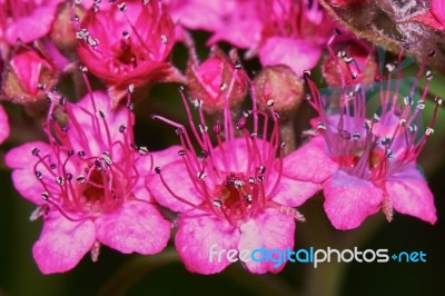 Spirea Japonica Stock Photo