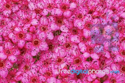 Spirea Japonica In The Garden Stock Photo