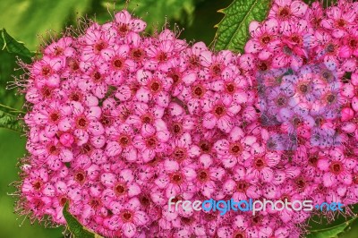 Spirea Japonica In The Garden Stock Photo