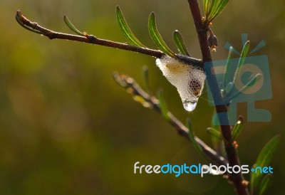 Spittlebug Frog Spit Stock Photo