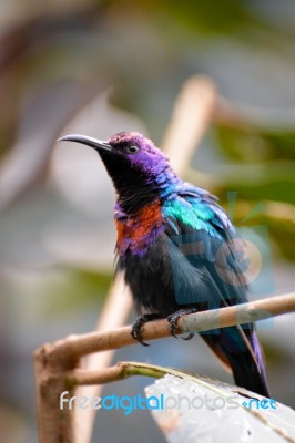 Splendid Sunbird (cinnyris Coccinigastrus) Stock Photo