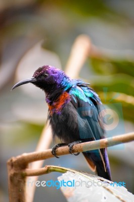 Splendid Sunbird (cinnyris Coccinigastrus) Stock Photo