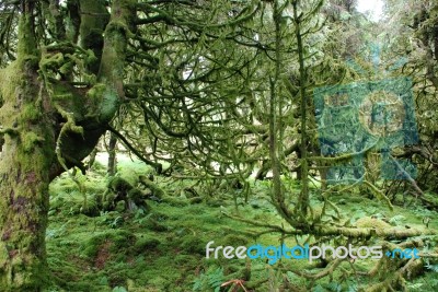 Spooky Ancient Wood Stock Photo