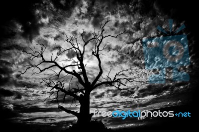 Spooky Bare Tree Stock Photo