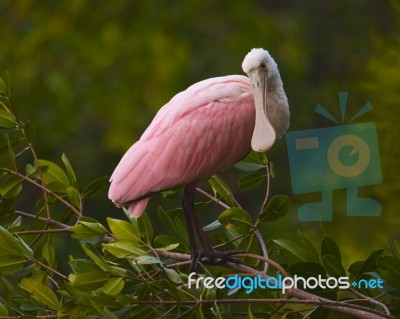 Spoonbill Stock Photo