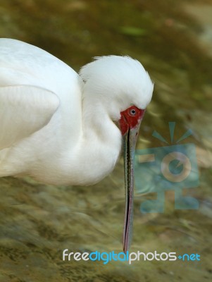 Spoonbill Stork Stock Photo