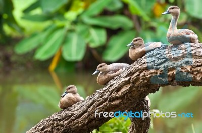 Spot Billed Duck Stock Photo