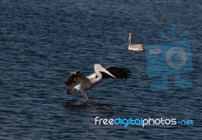 Spot Billed Pelican Stock Photo