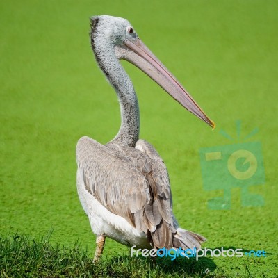 Spot-billed Pelican Stock Photo