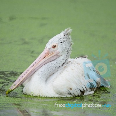 Spot-billed Pelican Stock Photo