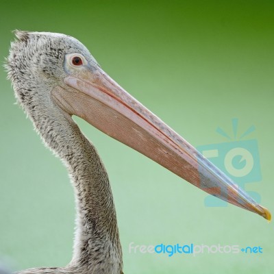 Spot-billed Pelican Stock Photo