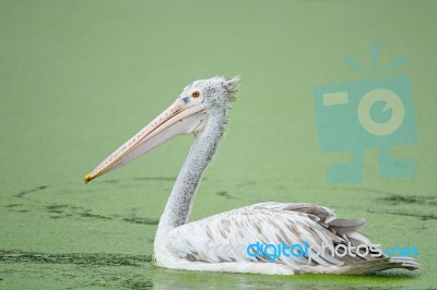 Spot-billed Pelican Stock Photo