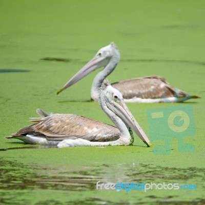 Spot-billed Pelican Stock Photo