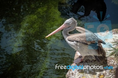 Spot-billed Pelican (pelecanus Philippensis) At The Bioparc Fuen… Stock Photo