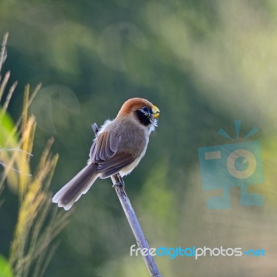 Spot-breasted Parrotbill Stock Photo