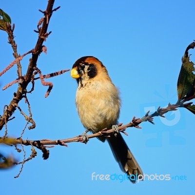 Spot-breasted Parrotbill Stock Photo