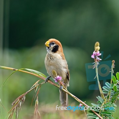 Spot-breasted Parrotbill Stock Photo