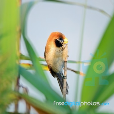 Spot-breasted Parrotbill Stock Photo