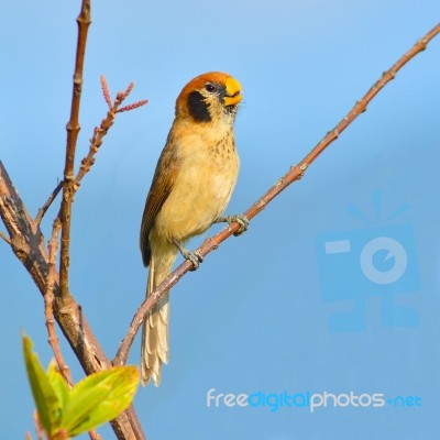 Spot-breasted Parrotbill Bird Stock Photo