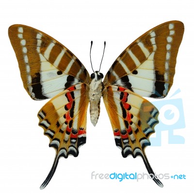 Spot Swordtail Butterfly Stock Photo